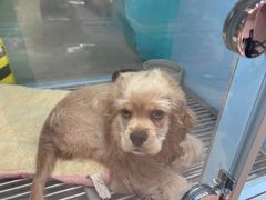-FAELING PETS美天灵宠物(合生汇店)