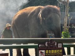 -野象谷景区