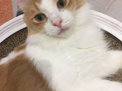 -momokira米努特·德文卷毛猫·棉花面纱犬