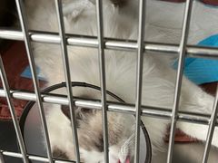 -艾贝尔宠物医院·24H转诊中心·肿瘤猫专科(江宁双龙店)