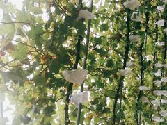 -白鹿原葡萄主题公园