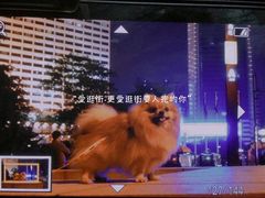 -彩虹桥宠物火化殡葬善终服务(金乐大厦店)