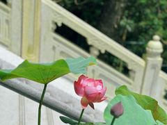 -天坛大佛