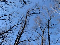 -帽儿山国家森林公园