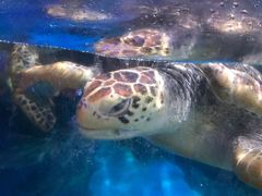 -烟台海昌鲸鲨海洋公园