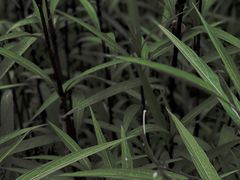 -昆山城市生态森林公园