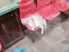 -猫咪博物馆(顶澳仔猫街店)