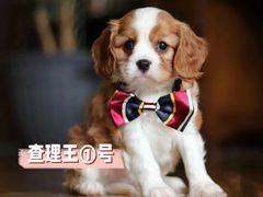 -萌宠之家·腊肠犬·马尔泰·小体犬舍