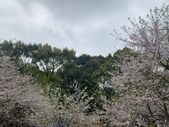 -南山植物园
