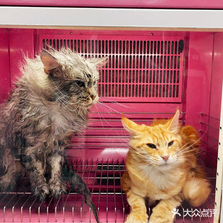 大缅因在烘干箱里被“舒服”彻底打败了