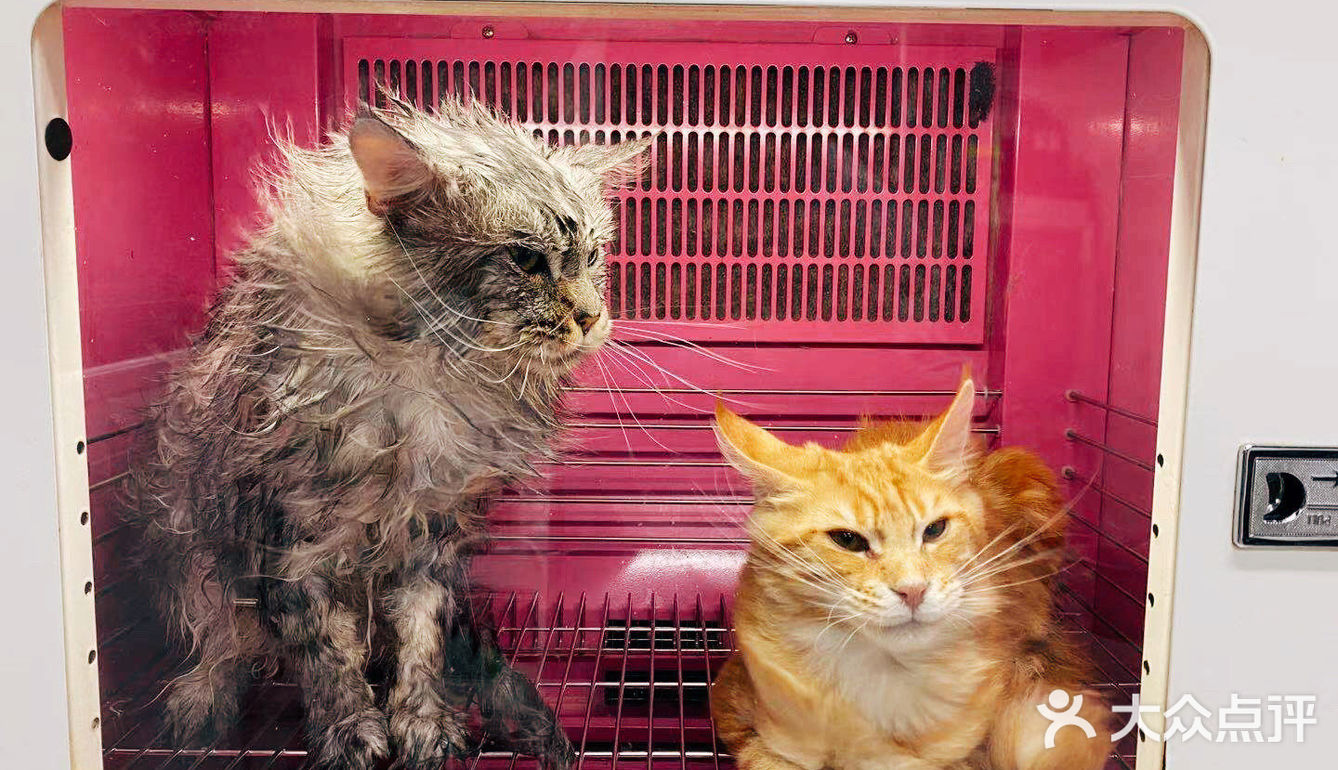 大缅因在烘干箱里被“舒服”彻底打败了