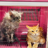 大缅因在烘干箱里被“舒服”彻底打败了