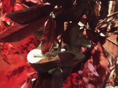 -迪拜水族馆及水下动物园