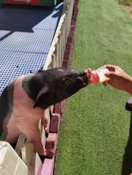 -萌宠亲子动物乐园(槐房万达店)