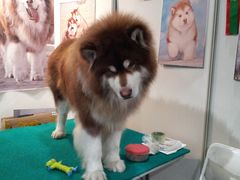 -东浩兰生上海世博展览馆