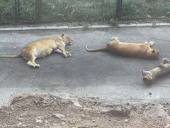 -大连森林动物园