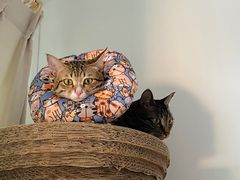-凯特喵百思猫专科医院