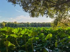 -长春市南湖公园