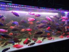 -中环花鸟鱼虫市场