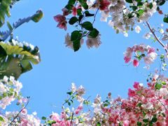 -深圳国际园林花卉博览园