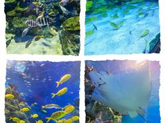 -成都浩海立方海洋公园