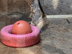 -上海野生动物园