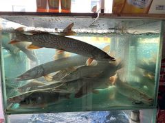 -煲来饱去冷水鱼