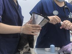 -宠物星动物医院·眼科·异宠·猫科(江南大道总院)