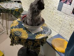 -平行世界·猫咖(首经贸店)