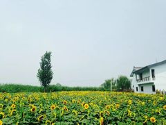 -白洋淀景区