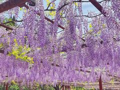 -嘉定紫藤园