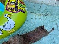 -帕帕拉兹宠物(亚洲旗舰店)