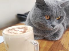 -猫小院猫主题餐厅(南锣旗舰店)