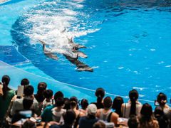 -海合安成都极地海洋公园