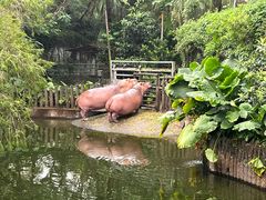 -深圳野生动物园