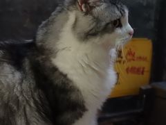 -猫咪博物馆(顶澳仔猫街店)