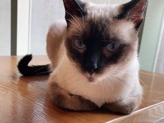 -猫爪屋猫咖(乐汇城店)