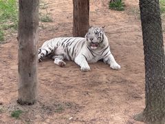 -西霞口神雕山野生动物世界