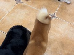 -Let's go狗咖·猫咖·奶狗·桌游(春熙路IFS店)