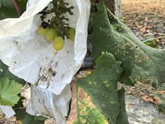 -马陆小张葡萄园农家乐