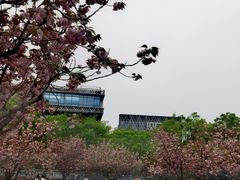 -嘉定紫藤园