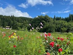 -武陵山森林公园