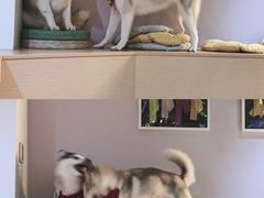 -Husky Go! 哈士奇体验馆·宠物咖啡厅狗咖