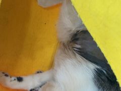 -德元·美联众合24小时动物医院(总院)