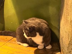 -猫猫幼稚园·撸猫·桌游·电玩