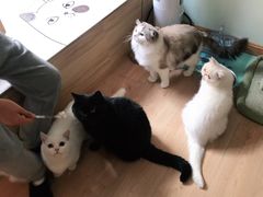 -MOYOYO猫咪咖啡店