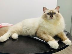 -东方名猫馆·英短金渐层布偶猫舍(环线广场1号楼店)