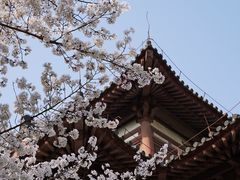 -西安青龙寺遗址景区