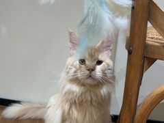 -有猫主题·治愈系猫咖(曾厝垵店)