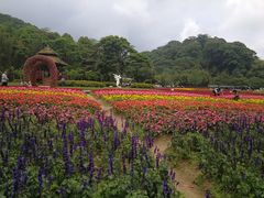 -广州市石门国家森林公园